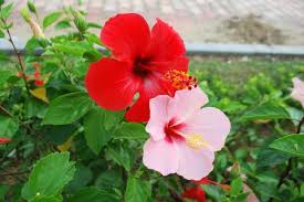 Trị mụn với hoa- mụn chỉ là chuyện nhỏ tri mun ngua mun, mun trung ca