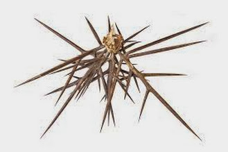 Cách trị mụn trứng cá với thuốc nam