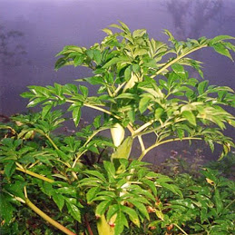 Trị hôi nách bằng bài thuốc dân gian tri hoi nach, ngua hoi nach