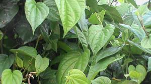 Mẹo trị hôi nách tự nhiên