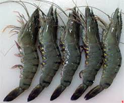 Mụn trứng cá không nên ăn tôm