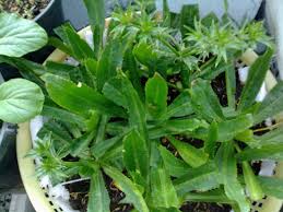 Trị nám da hiệu quả với ngò gai