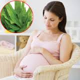 Trị nám da hiệu quả với rau mùi tàu (ngò gai)