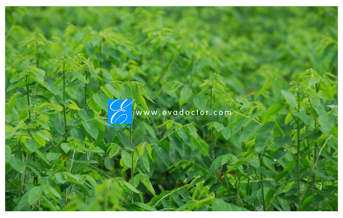 Rau ngót chữa nám, tàn nhang hiệu quả Rau ngót chữa nám, tàn nhang hiệu quả