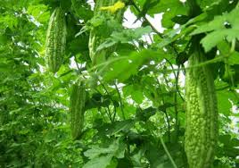 Mẹo trị hôi nách tự nhiên