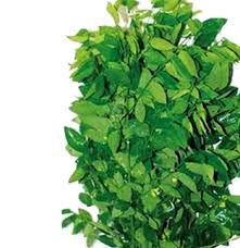 tri nám với rau ngot