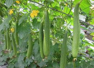 Cách trị mụn trứng cá với mướp