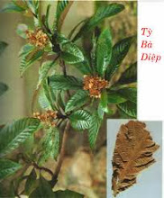 Cách trị mụn trứng cá hiệu quả với thuốc nam