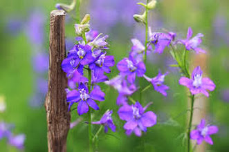 Cách trị mụn trứng cá hiệu quả với hoa violet