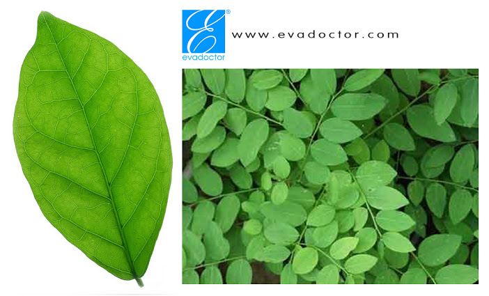 Rau ngót chữa nám, tàn nhang hiệu quả Rau ngót chữa nám, tàn nhang hiệu quả