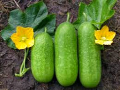 Làm đẹp da và giữ dáng thon gọn với bí đao