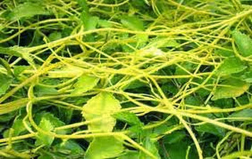 Cách trị mụn trứng cá hiệu quả với dây tơ hồng