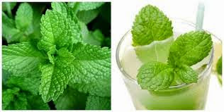 Cách trị mụn với nguyên liệu từ thiên nhiên